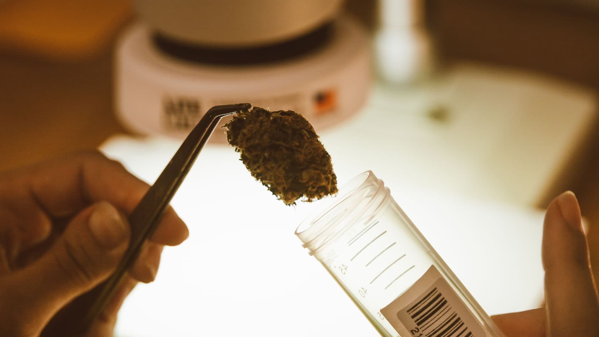 Échantillon de fleur de chanvre analysé avec une pince au-dessus d’un tube de laboratoire