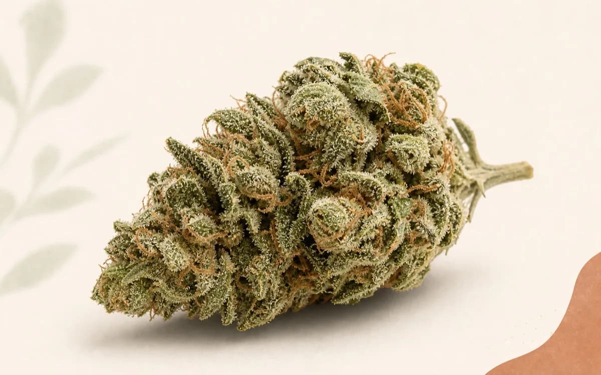 Une fleur de CBD